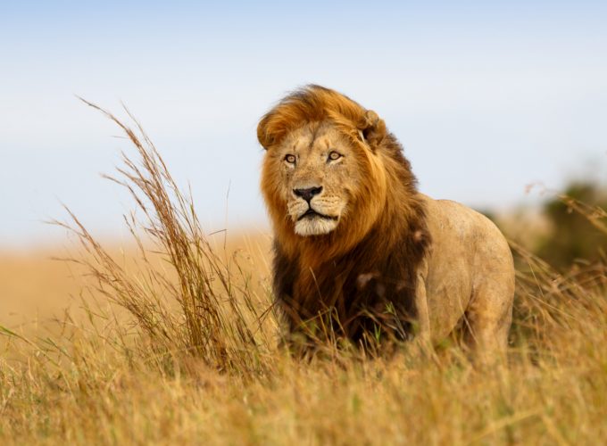 Wallpaper lion, savanna, 5k, Animals 2634119950